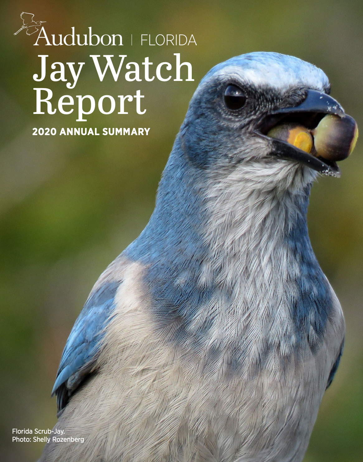 Close up of a Florida Scrub-Jay with acorns in its bill.